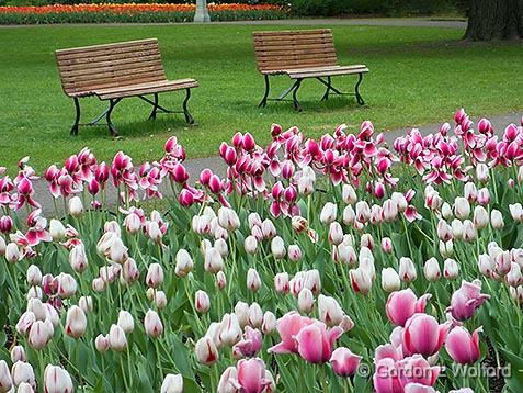 2013 Canadian Tulip Festival_DSCF02329.jpg - Photographed at Ottawa, Ontario, Canada.